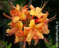 Rhododendron austrinum, Florida Azalea, Orange Azalea

Click to see full-size image