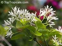Chionanthus virginicus, Fringe Tree, Old Man's Beard

Click to see full-size image