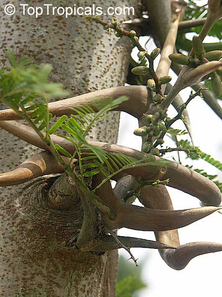 Vachellia cornigera, Acacia cornigera, Bullhorn Acacia