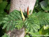 Vachellia cornigera, Acacia cornigera, Bullhorn Acacia

Click to see full-size image