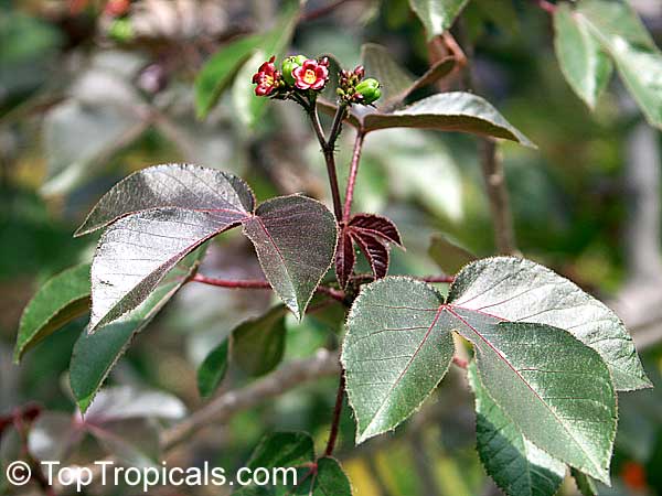 Jatropha gossypiifolia, Bellyache bush, Cotton Leaf, Physic nut, Sibidigua, Tua-Tua