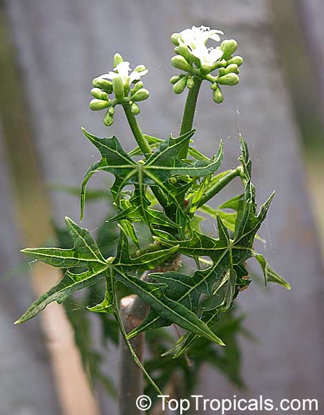 Cnidoscolus aconitifolius, Spinach Tree, Tread Softly, Cabbage Star, Chaya
