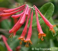 Lonicera x brownii , Coral Honeysuckle, Trumpet Honeysuckle

Click to see full-size image