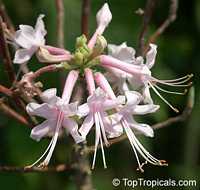 Rhododendron canescens, Wild Honeysuckle, Piedmont Azalea, Hoary Azalea

Click to see full-size image