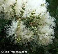 Melaleuca alternifolia , Tea Tree, Snow-in-Summer

Click to see full-size image
