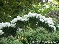Melaleuca alternifolia , Tea Tree, Snow-in-Summer