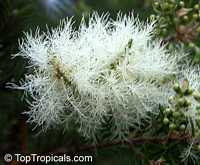 Melaleuca alternifolia , Tea Tree, Snow-in-Summer