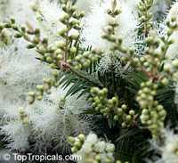 Melaleuca alternifolia , Tea Tree, Snow-in-Summer