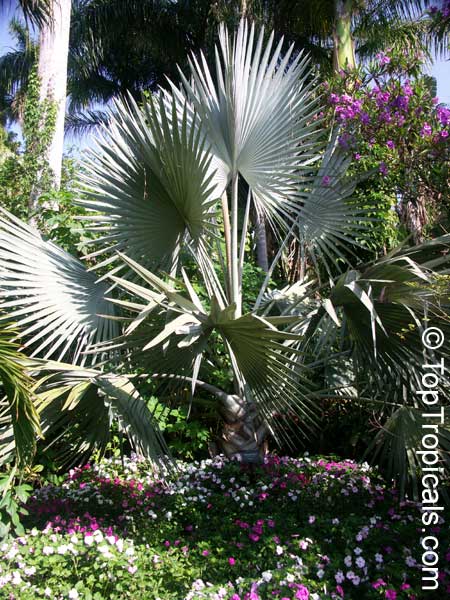 Bismarckia nobilis, Medemia nobilis, Bismarck Palm