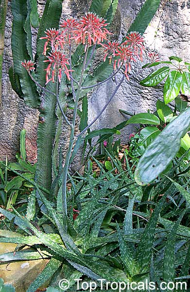 Aloe sp., Aloe. Aloe squarrosa
