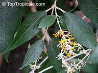 Buddleja madagascariensis, Buddleja nicodemia, Nicodemia madagascariensis, Smoke bush, Yellow Butterfly bush

Click to see full-size image