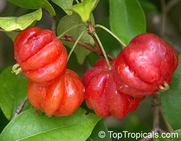 Eugenia uniflora - Surinam Cherry, Red fruit