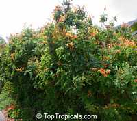 Tecomaria capensis Apricot, Tecoma capensis Apricot, Apricot Tecoma, Cape Honeysuckle

Click to see full-size image