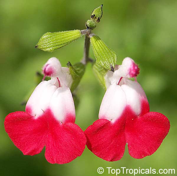 Salvia microphylla Hot Lips, Salvia Hot Lips, Hot Lips Littleleaf Sage