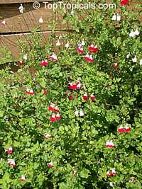 Salvia microphylla Hot Lips, Salvia Hot Lips, Hot Lips Littleleaf Sage

Click to see full-size image
