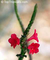Stachytarpheta sanguinea, False Vervain, Snake-weed

Click to see full-size image