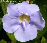 Thunbergia grandiflora, Blue Trumpet Vine, Blue Sky vine, Scrambling sky flower

Click to see full-size image