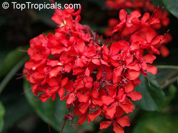 Clerodendrum splendens, Flaming Glorybower, Clerodendron