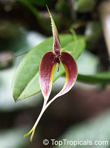 Bulbophyllum blumei, Bulbophyllum