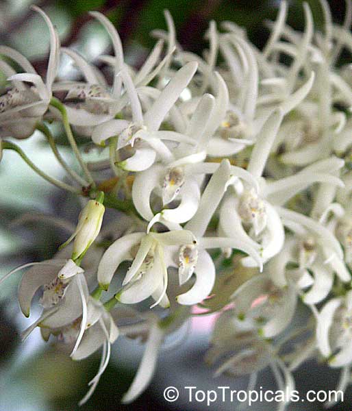 Dendrobium sp., Dendrobium Orchid. Dendrobium jonesii