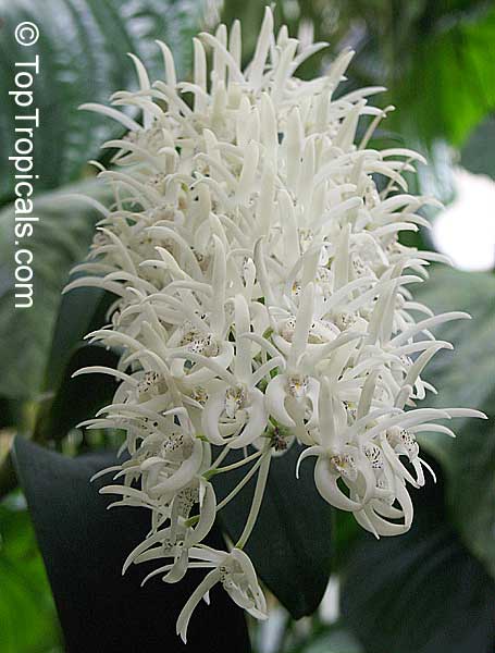 Dendrobium sp., Dendrobium Orchid. Dendrobium jonesii