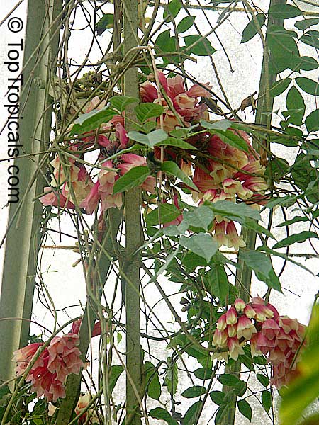 Tecomanthe dendrophila, New Guinea Creeper vine