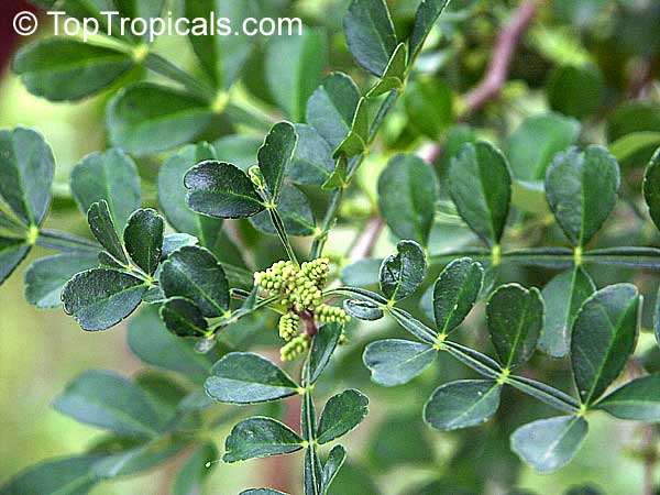 Zanthoxylum fagara, Wild Lime, Colima, Lime Prickly Ash