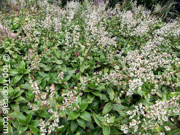 Callisia fragrans, Golden Tendril 