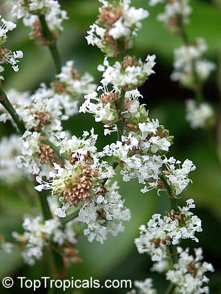 Callisia fragrans, Golden Tendril, flowers