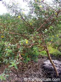 Ludwigia octovalvis, Jussiaea suffruticosa, Jussiaea erecta, False Primrose, Mexican Primrose Willow, Swamp Primrose

Click to see full-size image