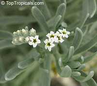 Argusia gnaphalodes, Heliotropium gnaphalodes, Sea Rosemary, Sea Lavender

Click to see full-size image