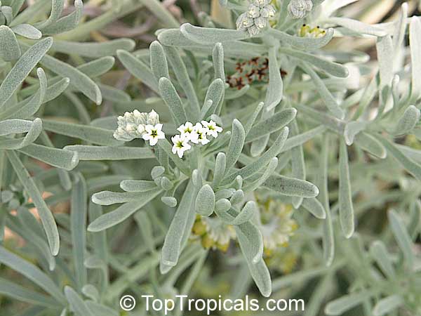 Argusia gnaphalodes, Heliotropium gnaphalodes, Sea Rosemary, Sea Lavender