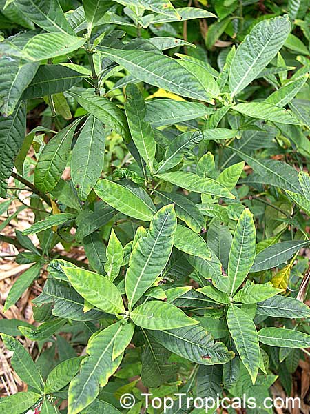 Psychotria sulzneri, Psychotria tenuifolia, Dull Wild Coffee, Velvet-leaved Wild Coffee