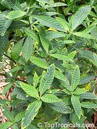 Psychotria sulzneri, Psychotria tenuifolia, Dull Wild Coffee, Velvet-leaved Wild Coffee

Click to see full-size image