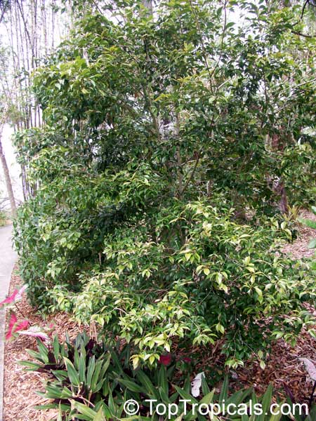 Calyptranthes pallens, Spicewood, Pale Lidflower