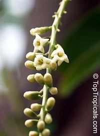 Citharexylum fruticosum, Fiddlewood

Click to see full-size image
