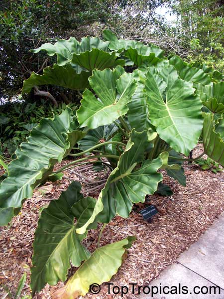 Philodendron speciosum, King of Philodendrons