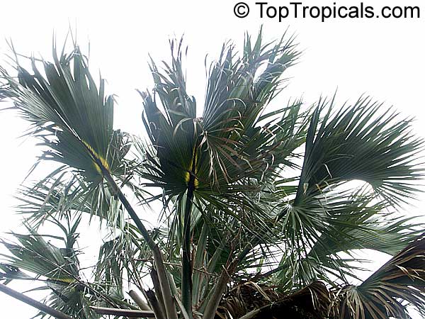 Sabal causiarum, Puerto Rican Hat Palm