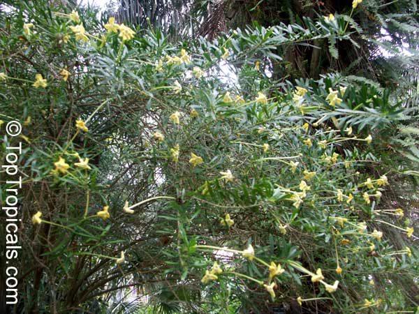 Brunfelsia densifolia, Serpentine Hill rain tree