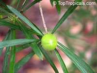 Brunfelsia densifolia, Serpentine Hill rain tree

Click to see full-size image