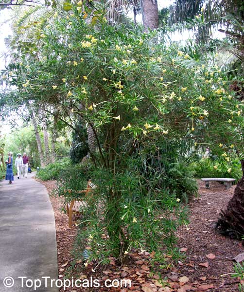 Brunfelsia densifolia, Serpentine Hill rain tree