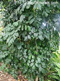 Polyscias guilfoylei, Polyscias guilfoylei var. laciniata , Guilfoyle Polyscias, Geranium Leaf Aralia, Wild Coffee, Black Aralia

Click to see full-size image
