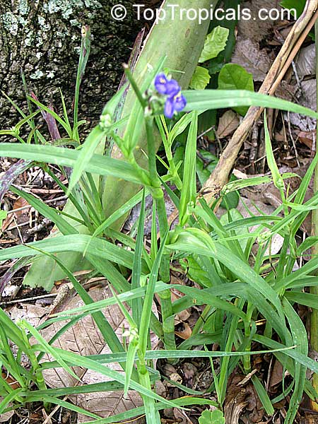 Tradescantia virginiana, Tradescantia x andersoniana, Virginia Spiderwort, Lady's Tears
