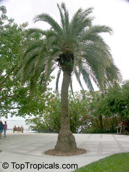 Phoenix sylvestris, Silvester Palm, Toddy Palm, Wild Date Palm