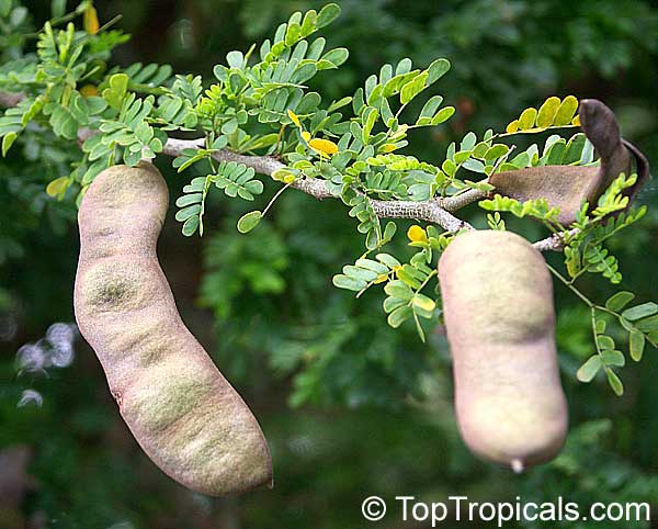 Pithecellobium flexicaule, Acacia flexicaulis, Ebenopsis ...