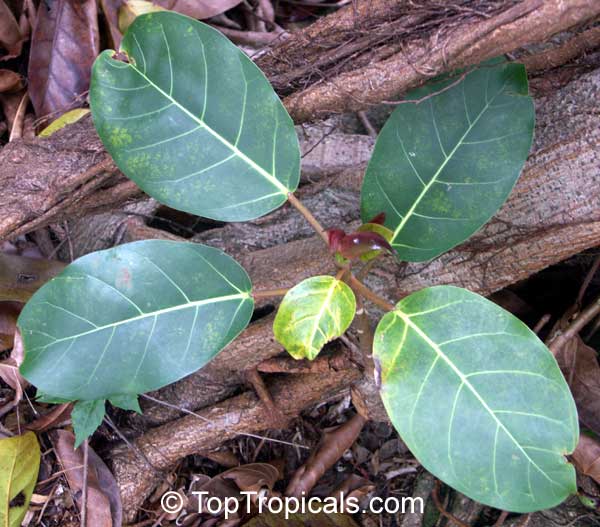Ficus lutea, Giant-leaved fig, Lagos Rubbertree