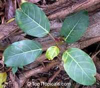 Ficus lutea, Giant-leaved fig, Lagos Rubbertree

Click to see full-size image