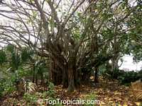 Ficus lutea, Giant-leaved fig, Lagos Rubbertree

Click to see full-size image
