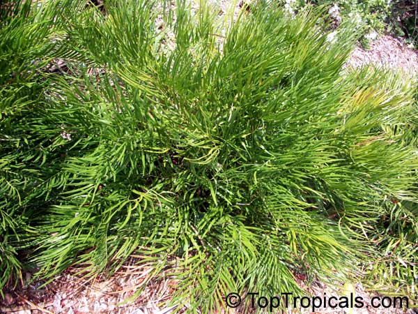 Zamia integrifolia, Zamia floridana, Coontie, Coontie Palm, Koonti
