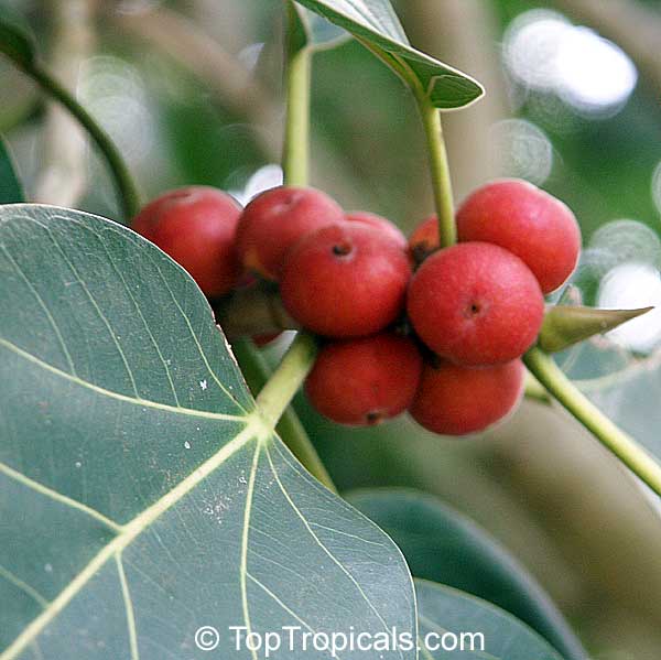 Ficus benghalensis, Ficus indica, Banyan Tree